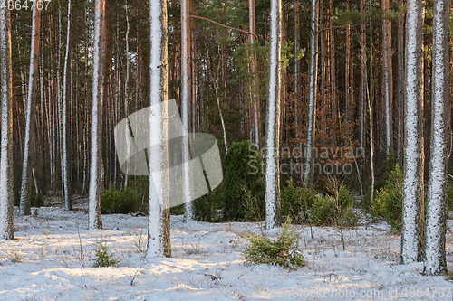 Image of Wintertime morning in scotch pine coniferous forest