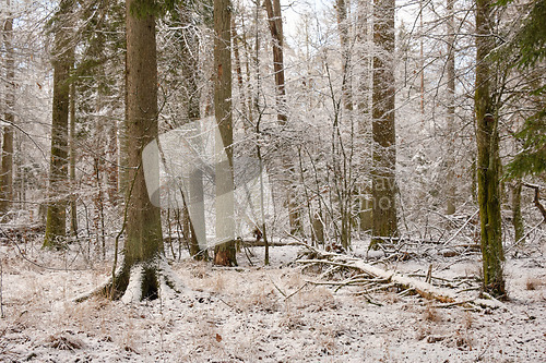 Image of Wintertime landscape of snowy deciduous stand