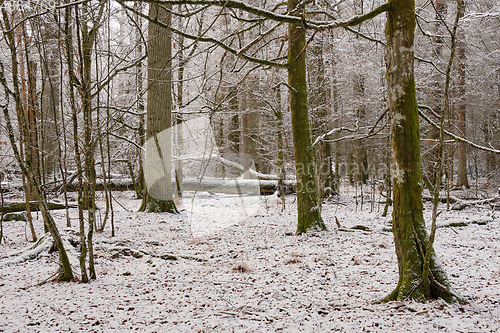 Image of Wintertime landscape of snowy deciduous stand