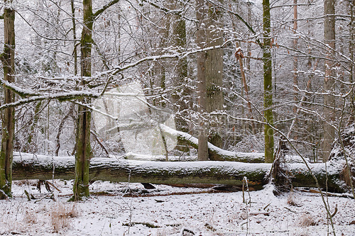 Image of Wintertime landscape of snowy deciduous stand