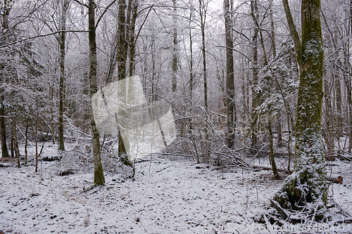 Image of Wintertime landscape of snowy coniferous stand