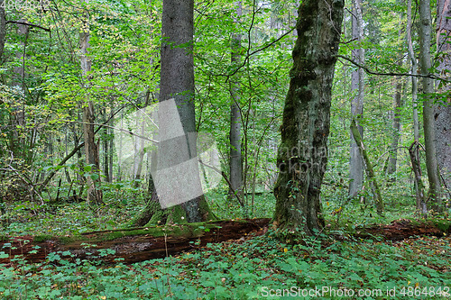 Image of Spruce tree and broken hornbeam lying