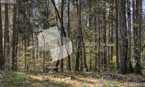 Image of Autumnal deciduous tree stand with hornbeams and pine