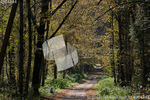 Image of Narrow ground road with trees along