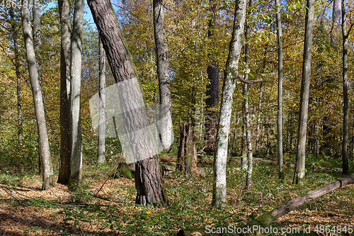 Image of Autumnal deciduous tree stand with hornbeams and pine