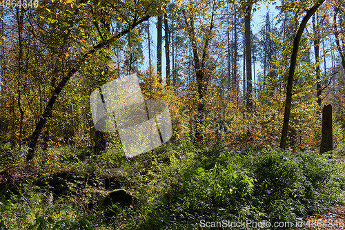 Image of Autumnal deciduous tree stand with hornbeams and pine