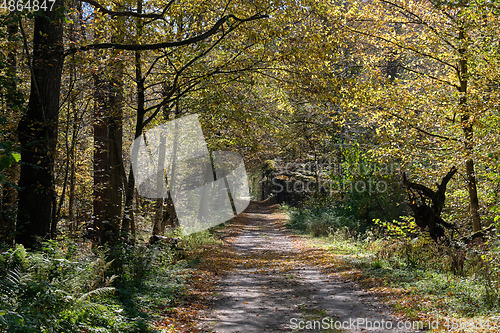 Image of Narrow ground road with trees along