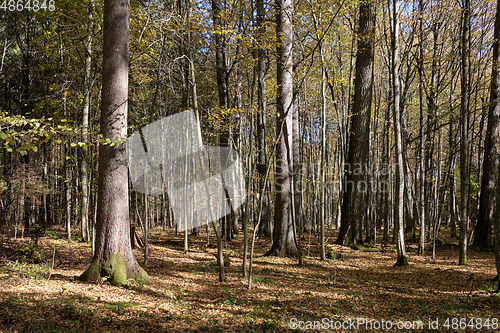 Image of Autumnal deciduous tree stand with hornbeams and pine