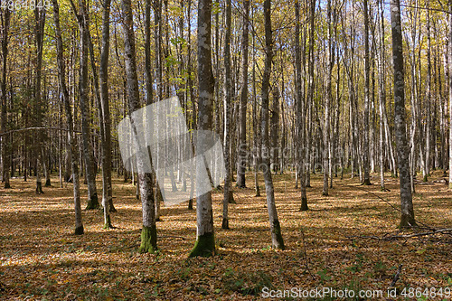 Image of Deciduous hornbeam stand at summer sunset