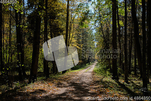 Image of Narrow ground road with trees along