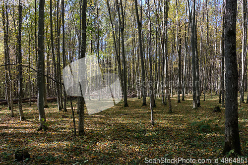 Image of Deciduous hornbeam stand at summer sunset