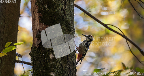 Image of Wwhite-backed woodpecker (Dendrocopos leucotos) in fall