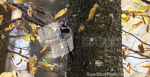 Image of Wwhite-backed woodpecker (Dendrocopos leucotos) in fall