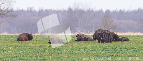 Image of European Bison male herd resting in field