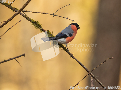 Image of Eurasian bullfinch(Pyrrhula pyrrhula)male on branch