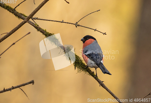 Image of Eurasian bullfinch(Pyrrhula pyrrhula)male on branch