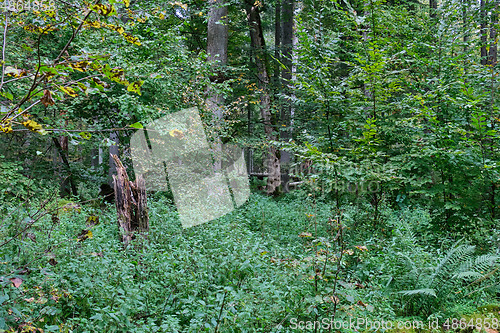 Image of Autumnal deciduous tree stand with hornbeams and oaks