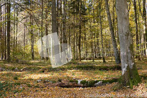 Image of Autumnal deciduous tree stand with hornbeams and pine