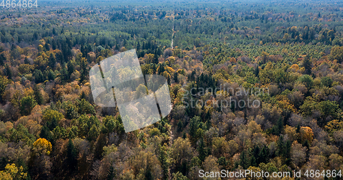 Image of Polish part of Bialowieza Forest to south