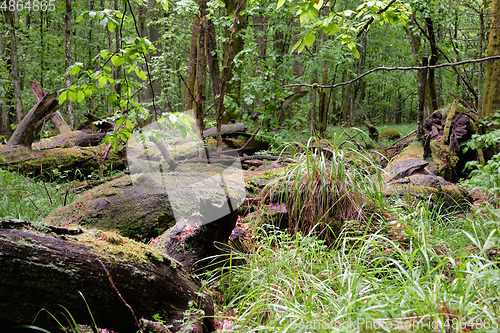 Image of Dead oaks lying moss wrapped