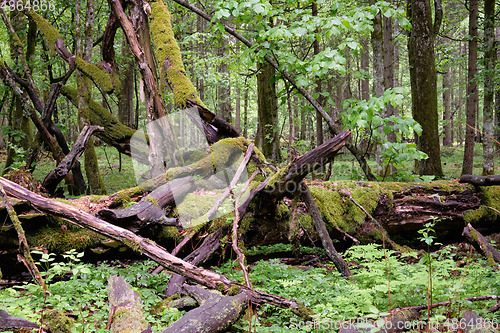 Image of Dead oaks lying moss wrapped