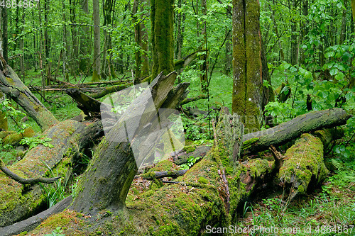 Image of Dead oaks lying moss wrapped