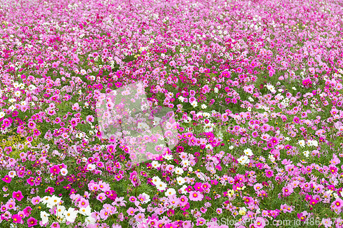 Image of Pink Cosmos flower