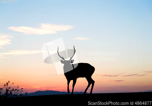 Image of Deer standing top of mountain with sunset