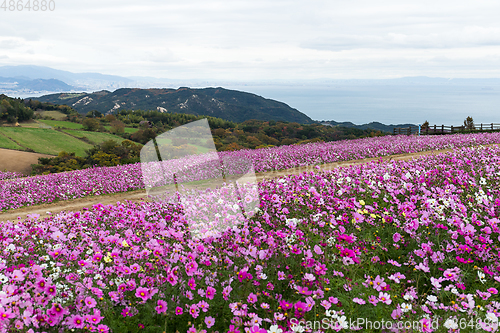 Image of Cosmos farm in autumn