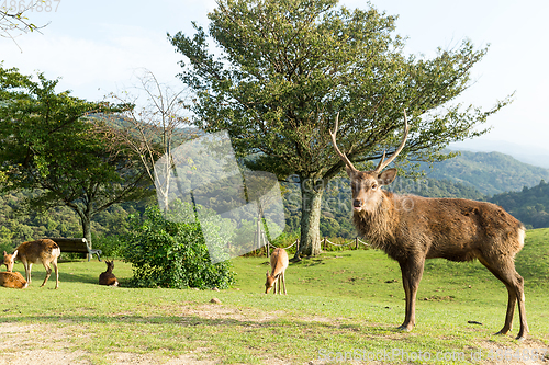 Image of Stag Deer in park