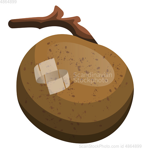 Image of Cartoon of a brown longan fruit on a branch vector illustration 