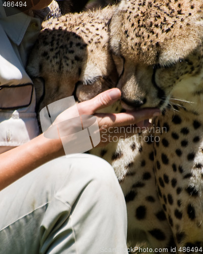 Image of Cheetah licking person's hand