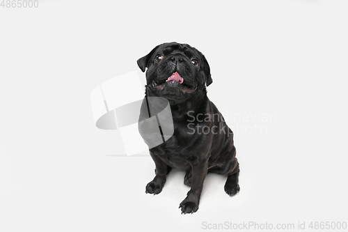 Image of Studio shot of pug dog companion isolated on white studio background