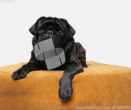 Image of Studio shot of pug dog companion isolated on white studio background
