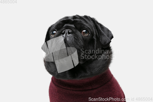 Image of Studio shot of pug dog companion isolated on white studio background