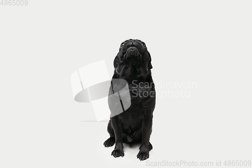 Image of Studio shot of pug dog companion isolated on white studio background