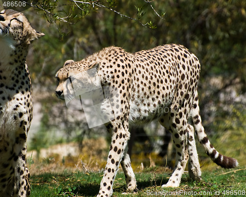 Image of Adult cheetahs