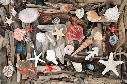 Image of Natural Seashells and Driftwood from the Seashore 