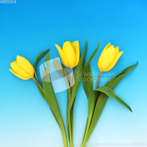 Image of Beautiful Yellow Spring Tulip Flowers  