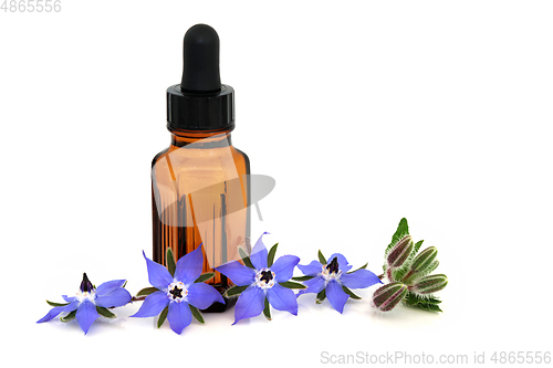 Image of Borage Herb for Naturopathic Plant Medicine