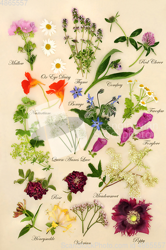 Image of Nature Study with Flowers and Herbs for Herbal Plant Medicine