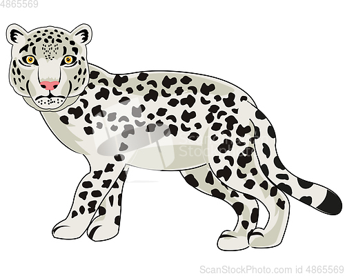 Image of Vector illustration of the wildlife snow snow leopard cartoon