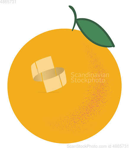 Image of Orange in yellow color vector or color illustration