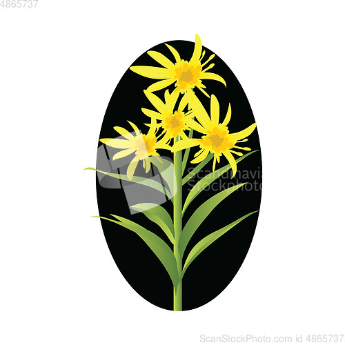 Image of Vector illustration of yellow solidago flowers with green leafs 