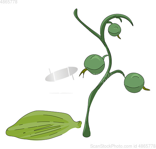 Image of Painting of the cardamom plant vector or color illustration