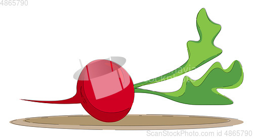 Image of A red radish vector or color illustration