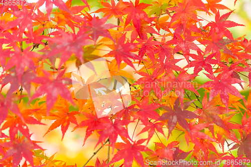 Image of Maple tree