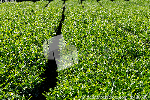 Image of Green tea field