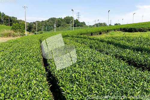 Image of Green tea garden