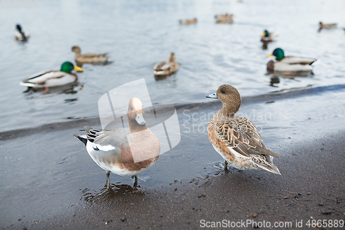 Image of Ducks and lake